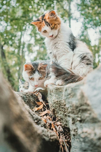 two kittens sit atop a large rock and look around