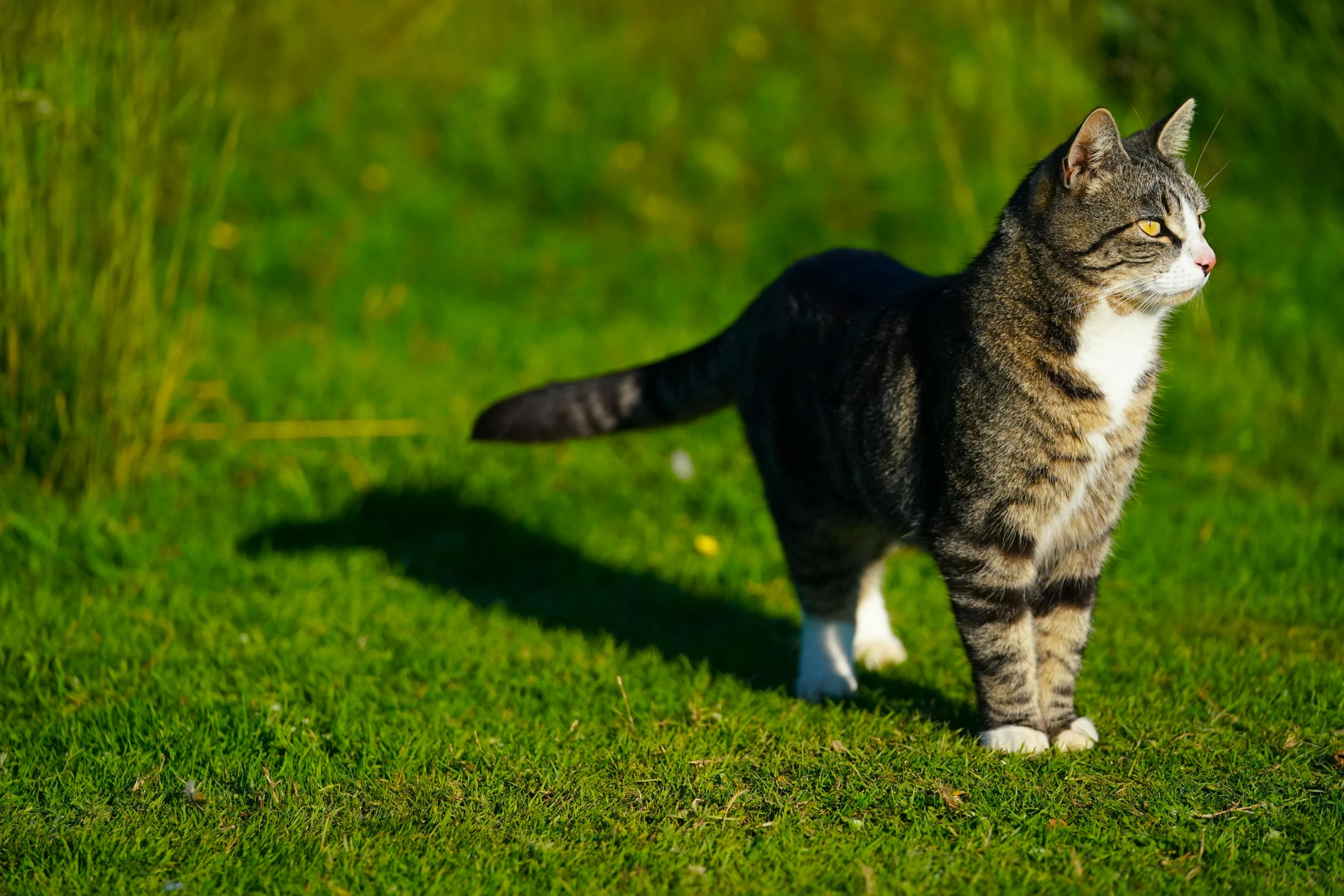 the cat is standing on the grass outside