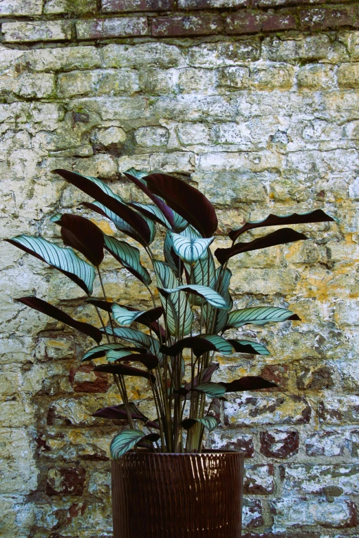 a plant in a brown pot against a wall