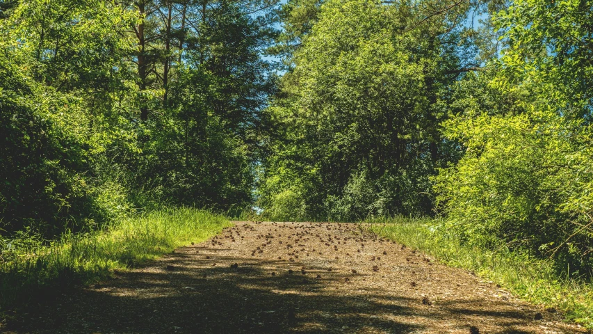 a dirt road and a forest behind it