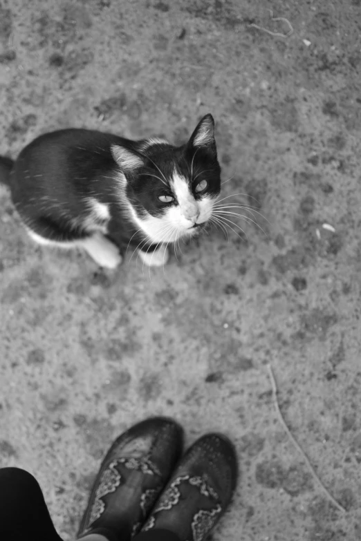 a black and white kitten looking up at someones feet