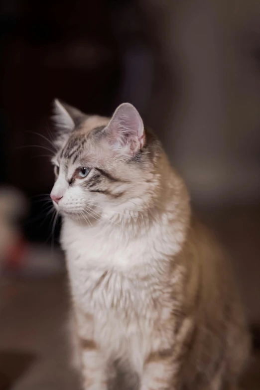 a cat sitting on the ground with its eyes wide open