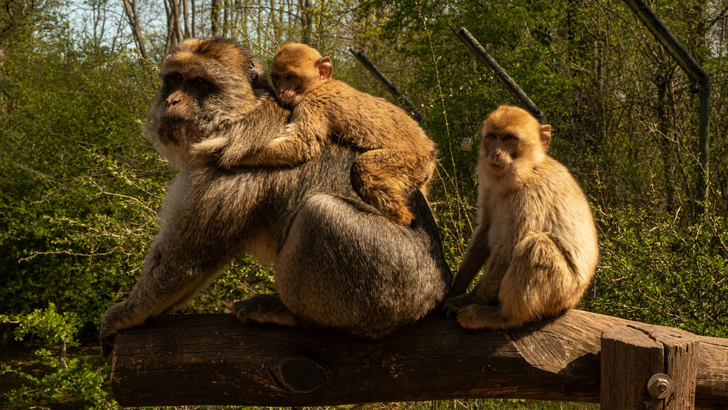 monkeys with their baby sit on a log