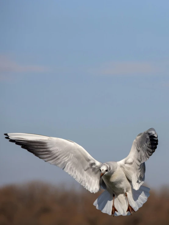 there is a white bird flying in the sky