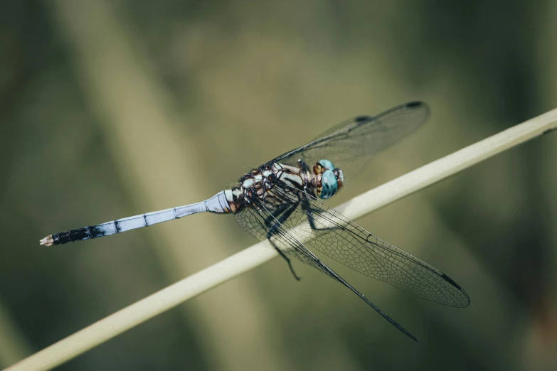 a large dragonfly on a thin white rod