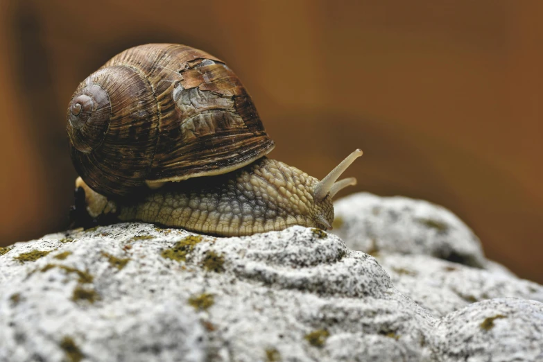 the snail is looking down from on the rock