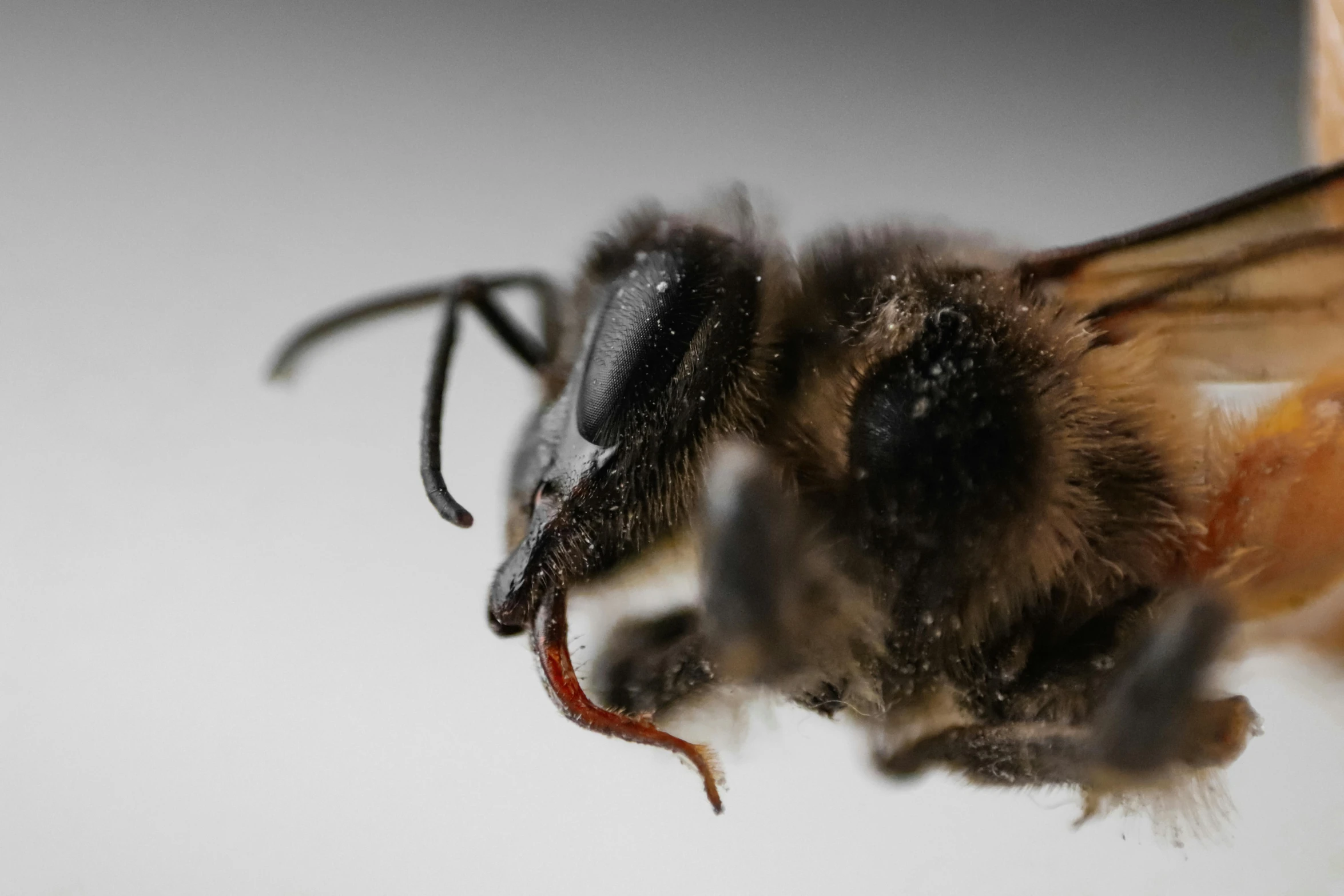 the bee is covered in dust from eating the plant