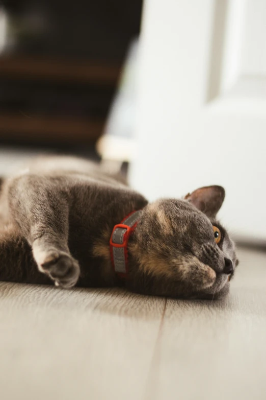 a brown and black cat with a red collar laying on the ground