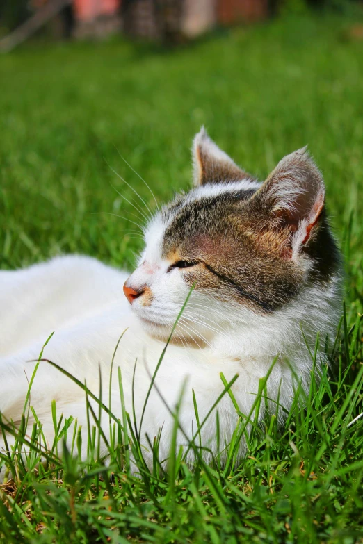 a cat laying in the grass alone