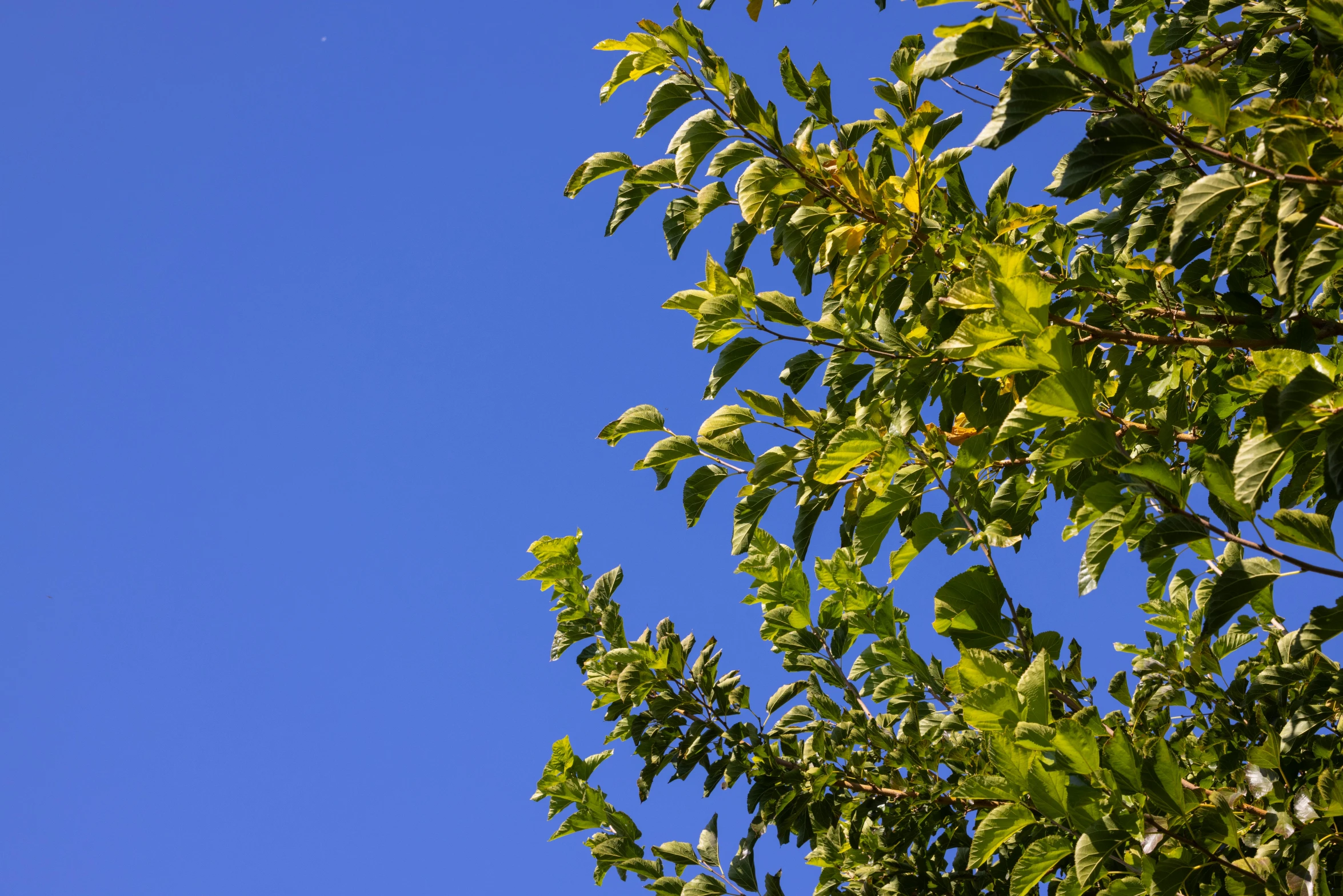 a clear blue sky is behind a tree with leaves