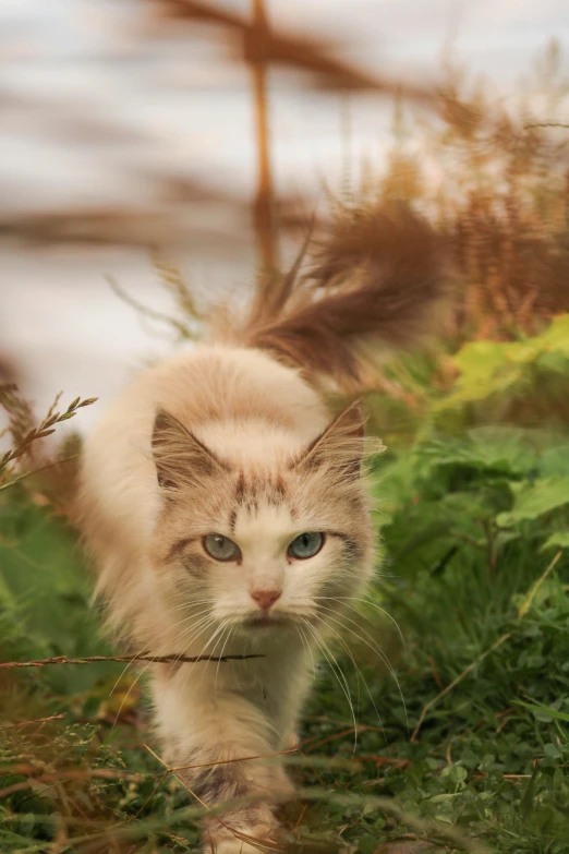 a cat walks through the bushes near a metal fence