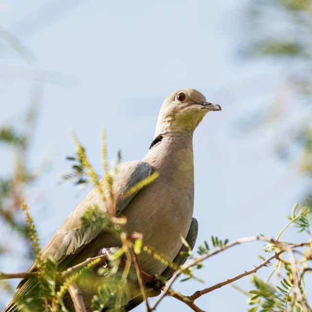 the bird is sitting on the nch in the tree