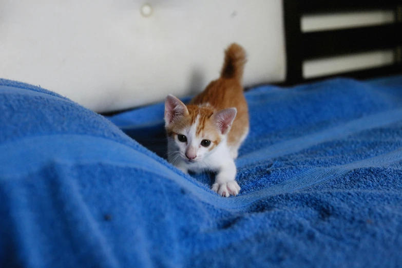 a kitten is standing on a blue blanket