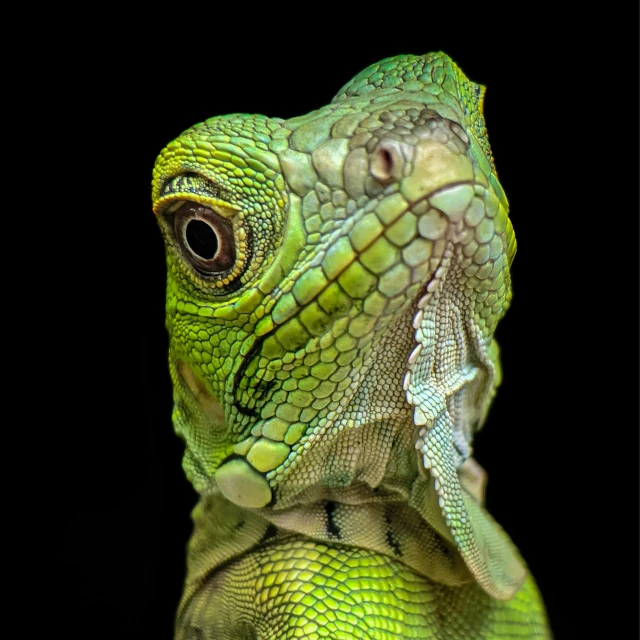 green lizards have their head turned on the camera