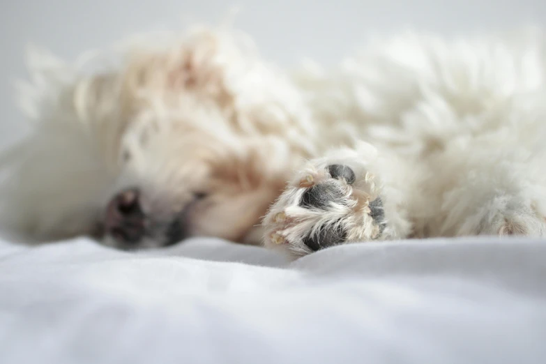 a white animal with fluffy fur laying on a bed