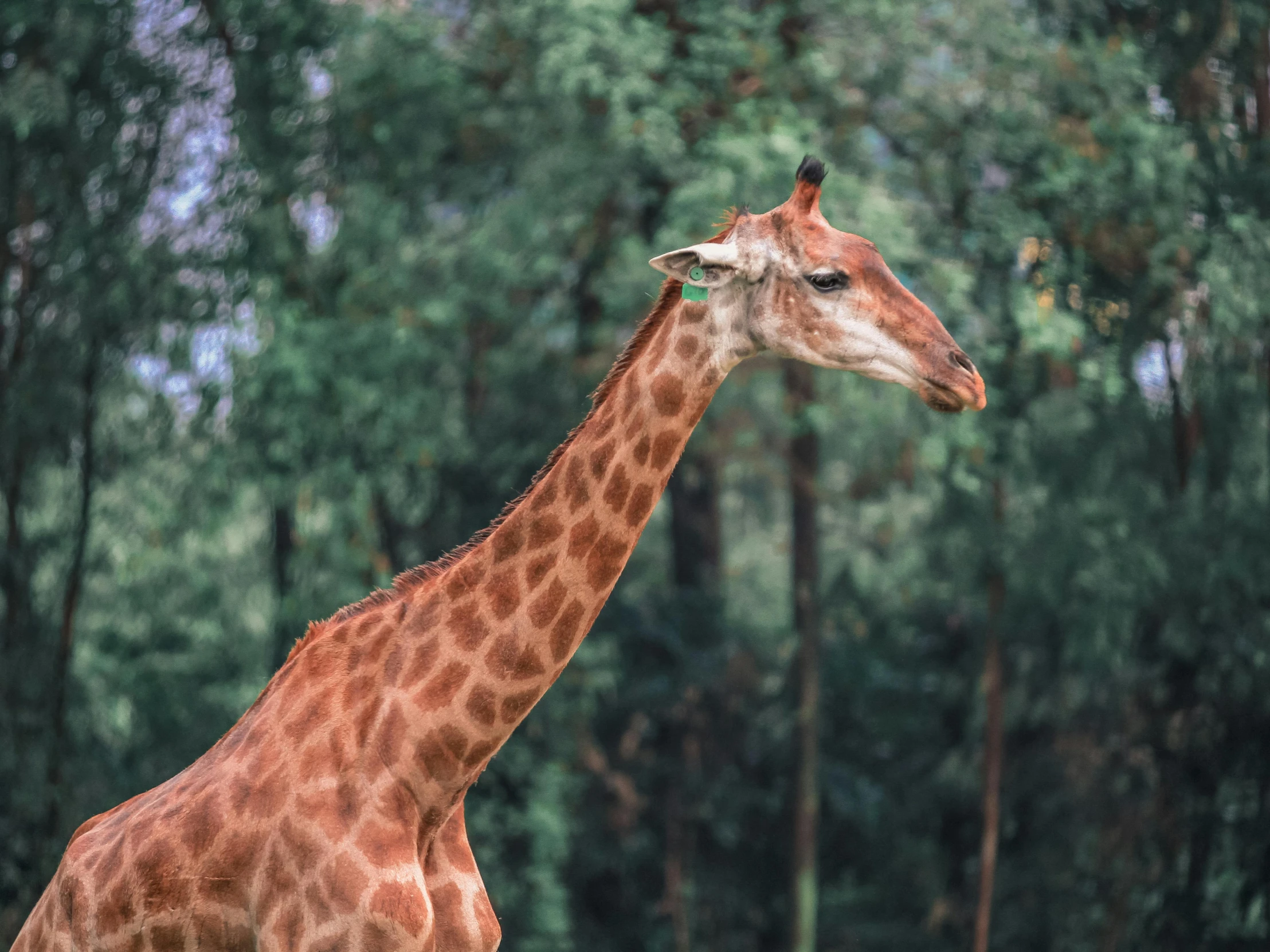 the head and neck of a giraffe is shown