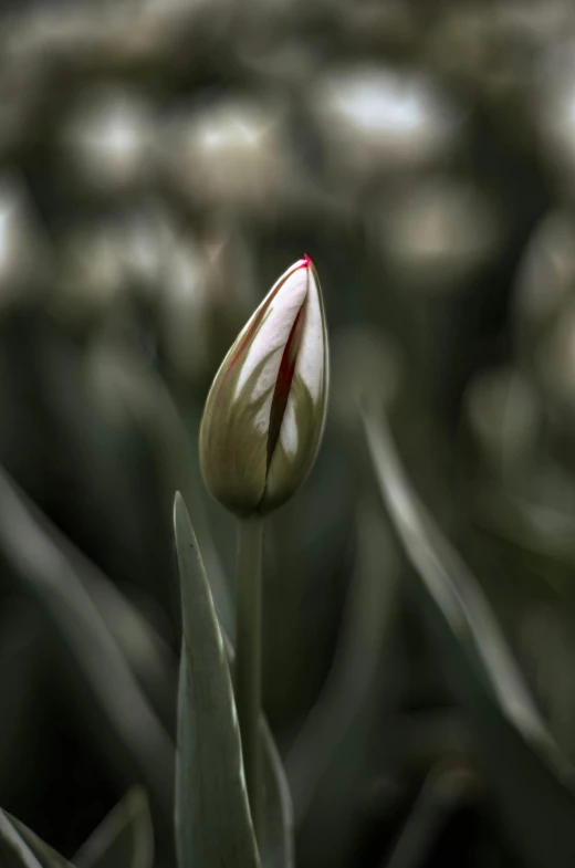 a close up of a flower bud with many plants in the background