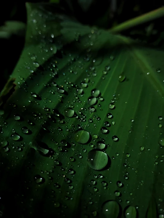 a very pretty green leaf with drops of water on it