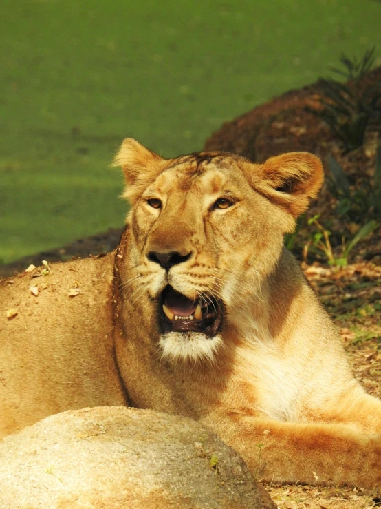 the lion is in his natural habitat and yawns