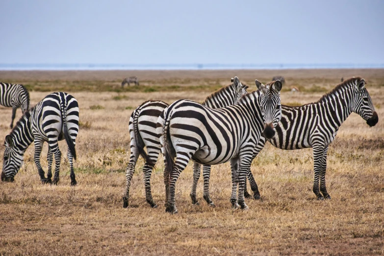 four zes grazing in a field of dry grass