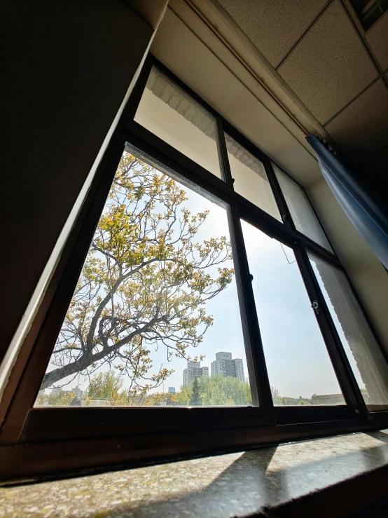 a tree is shown through the window panes