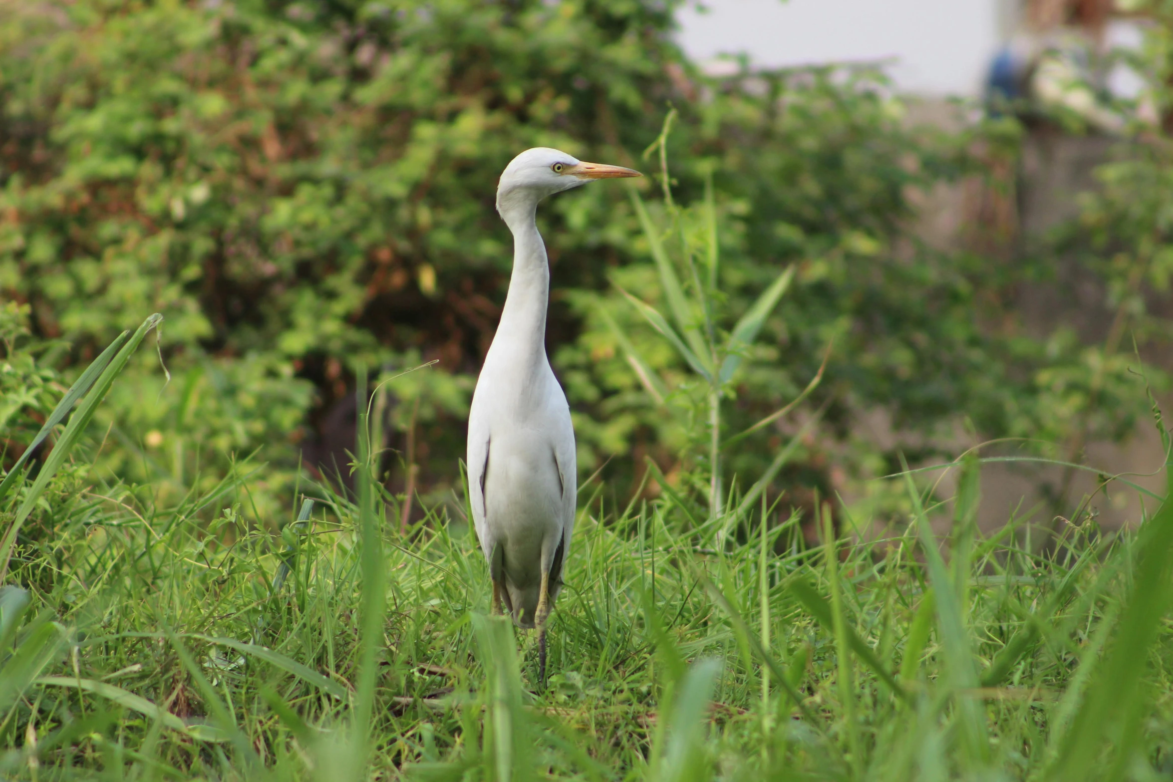 a white crane with a long neck and very long legs