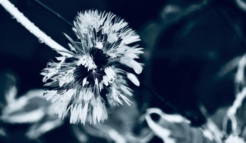 the blue and white pograph shows a thistle