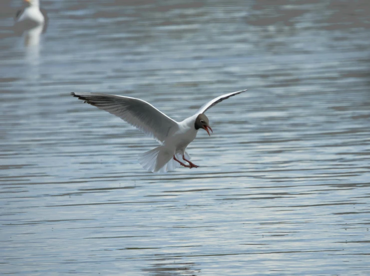 a white bird flying above the water