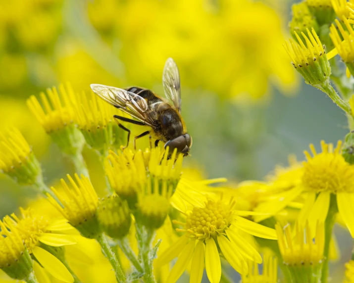 a bee sits on the edge of a yellow flower