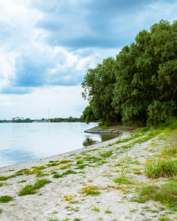 a tree line along the shoreline of an empty beach