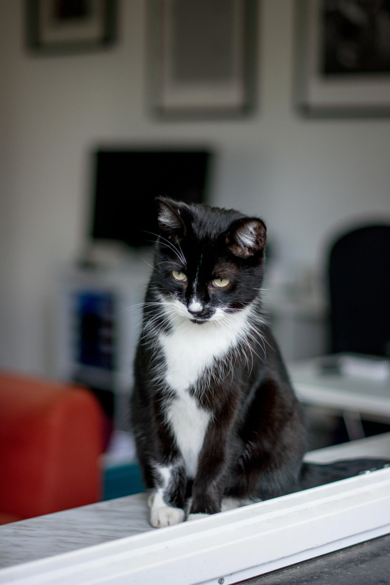 a black and white cat on top of a laptop computer