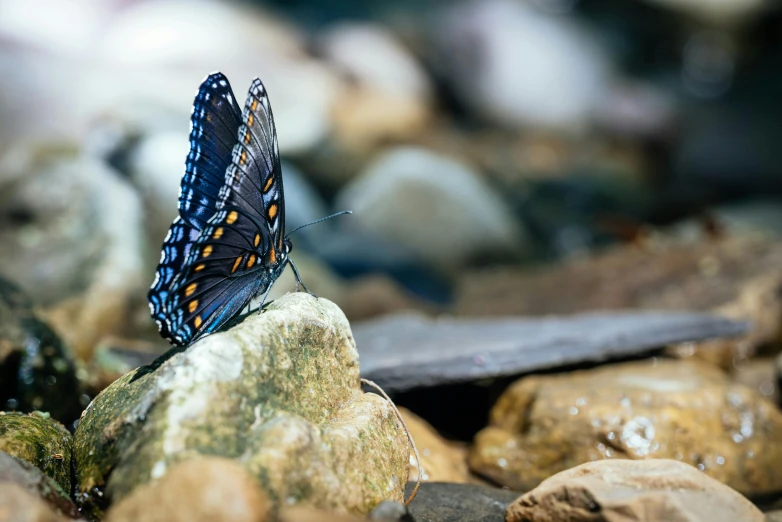 a blue erfly with bright orange spots sitting on rocks