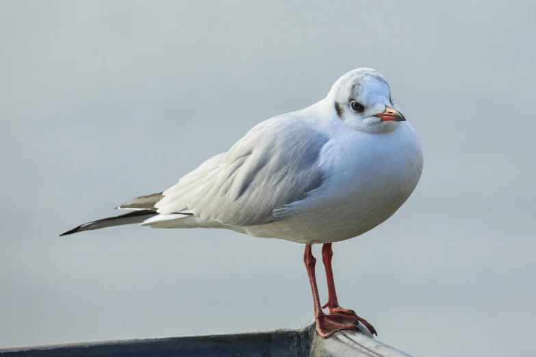 a white bird standing on a wire near the water