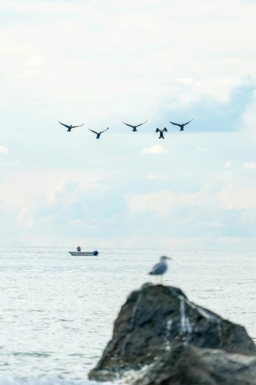 a group of birds flying over a body of water