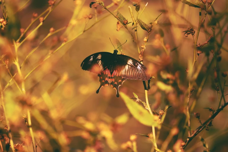 a erfly rests on a flower in the wild