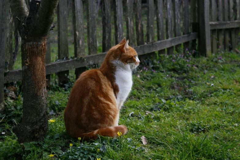 a cat sitting by a tree in the grass