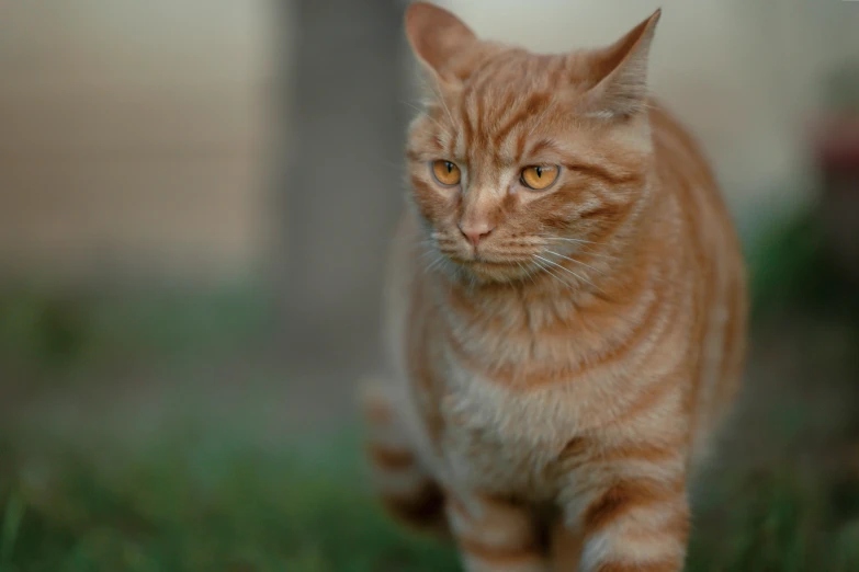 an orange and black cat is walking across the grass