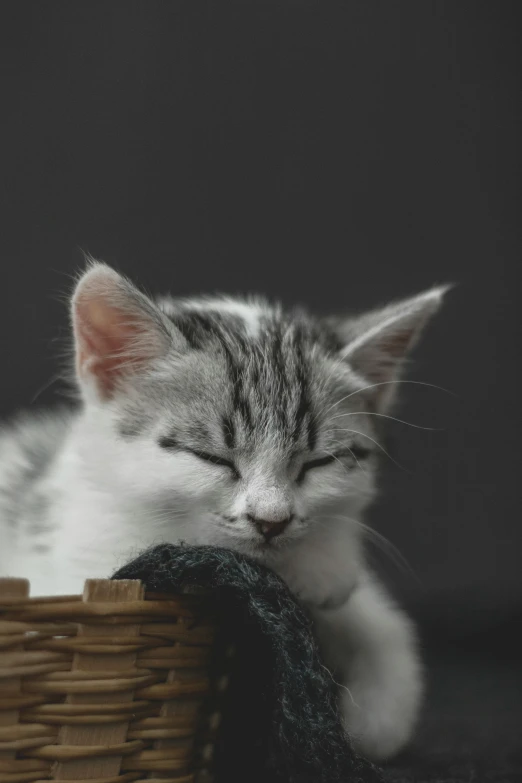 a kitten sleeping in a wicker basket
