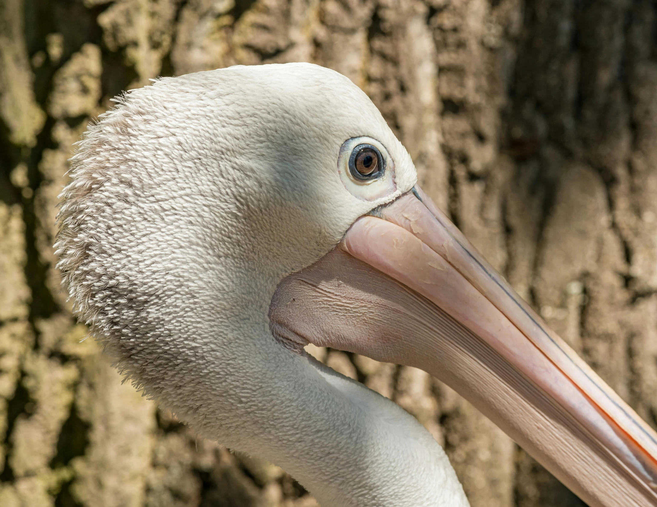 a bird with a beak, sitting next to a tree