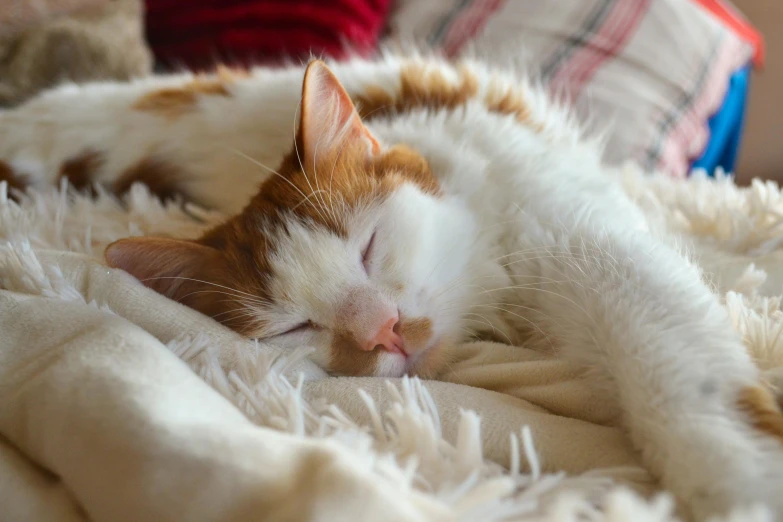 a cat asleep on a white fur covered bed