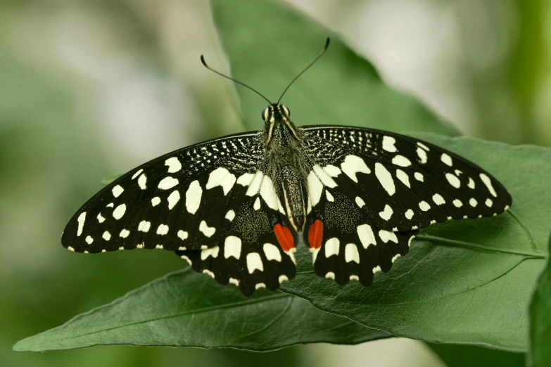 a black and white erfly with orange spots on it