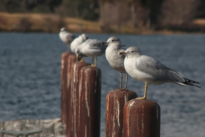 three small birds perched on a wooden pole by the water