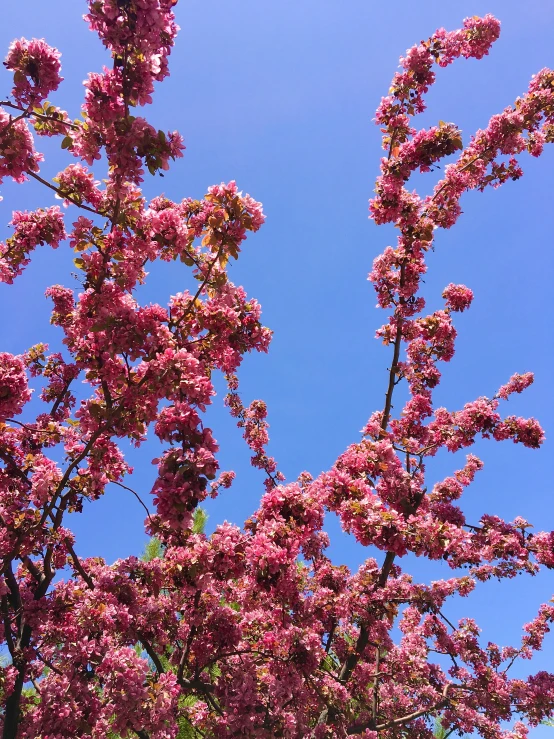 a tree with a pink flowered nch in the blue sky