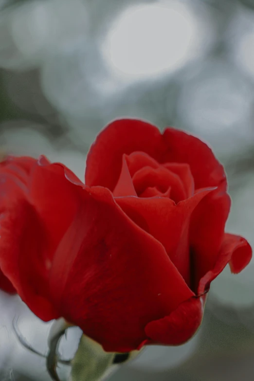 a single red rose in a clear vase