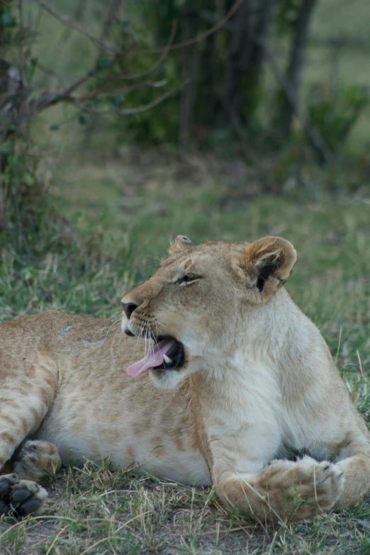 a lion sits in grass looking up into the distance