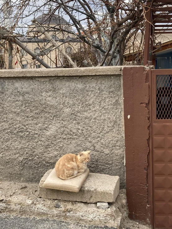 a cat is sitting on some cement in front of a fence