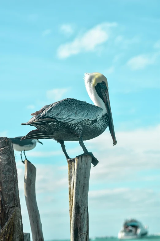 a bird on top of a post with a boat in the background