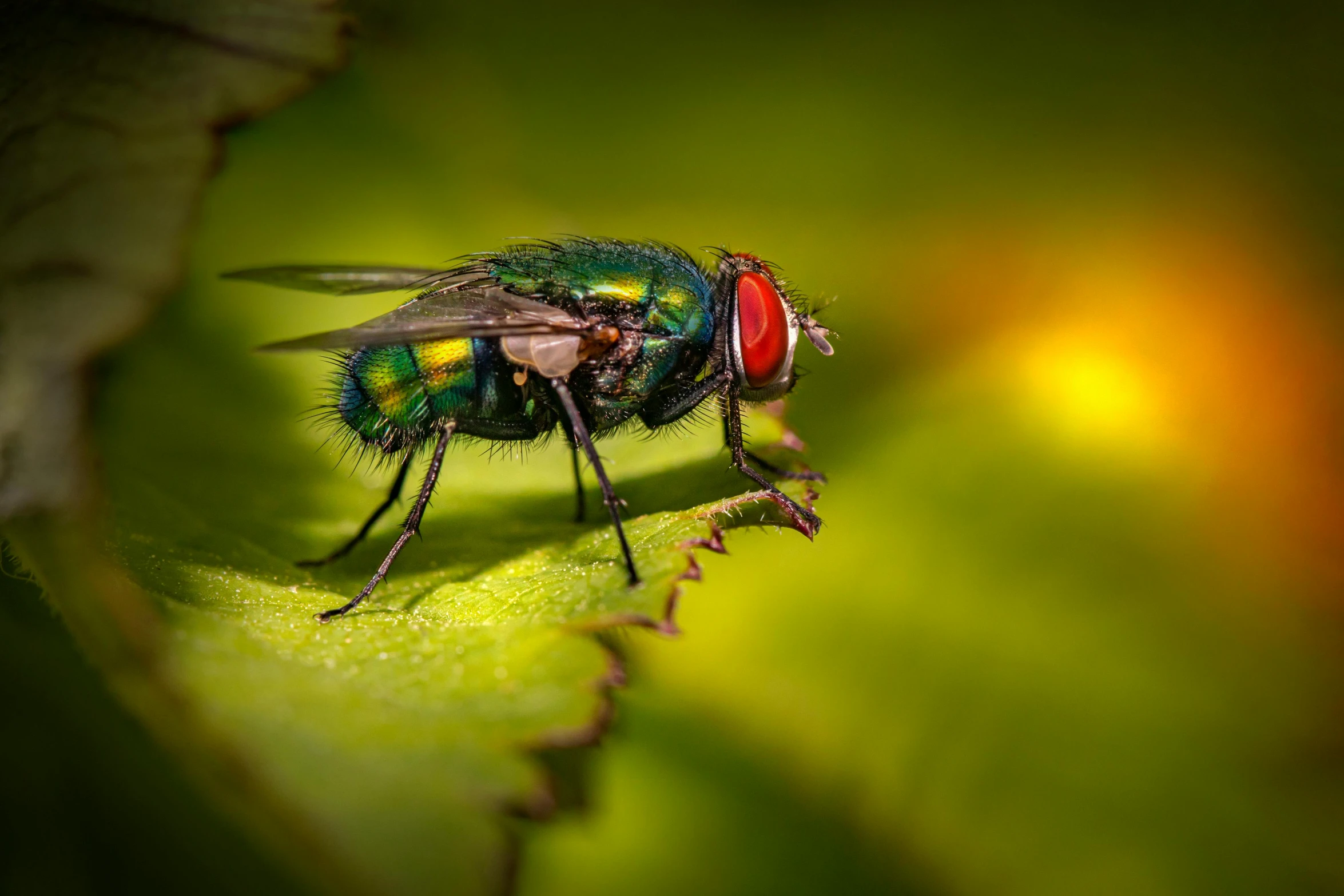 a bug on a green leaf with a red spot