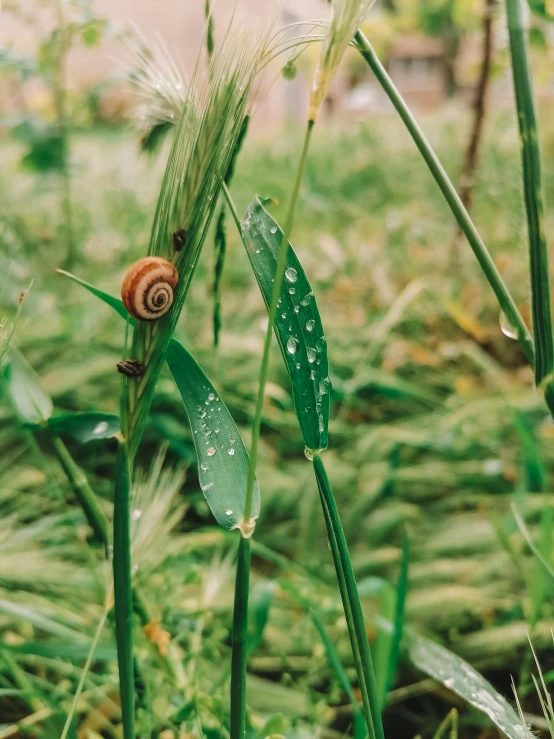 there is an insect on the blade of a plant