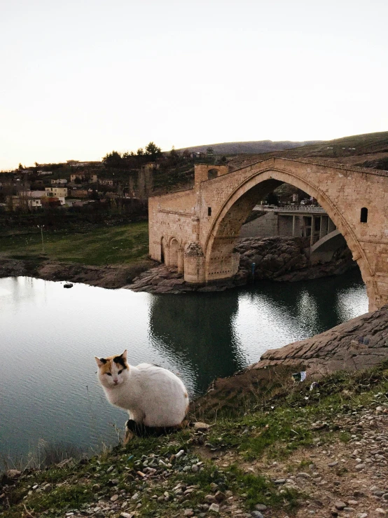 cat sitting on the bank looking at the water under the bridge